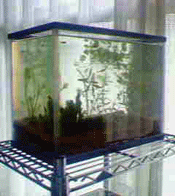 d0048332_9155377.gif