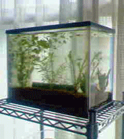 d0048332_916192.gif