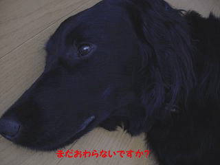 f0018144_14192963.gif