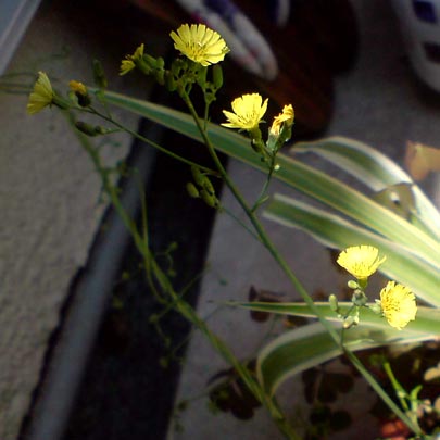e0034047_029615.jpg