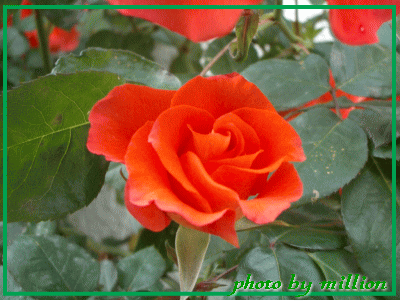 c0025852_15315992.gif