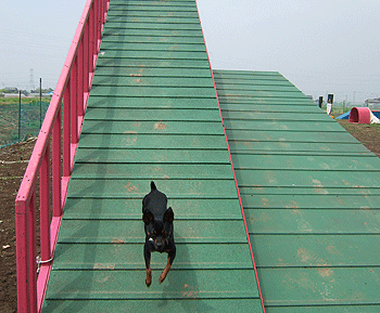 c0012571_12475514.gif