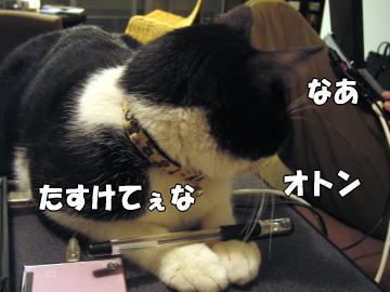 b0041182_20592186.jpg