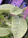 a0020929_1092627.jpg