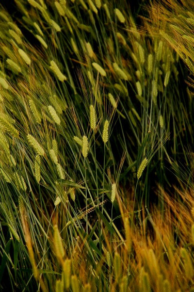 e0009147_104236.jpg