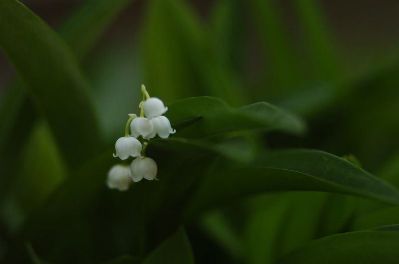 a0063552_8303927.jpg