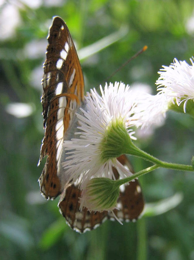 e0064158_201258.jpg