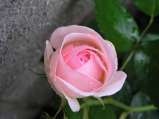 f0074659_16141696.jpg