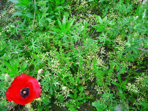 b0015260_7503128.jpg