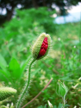b0015260_7514738.jpg