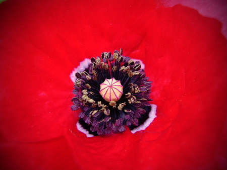 b0015260_7521836.jpg