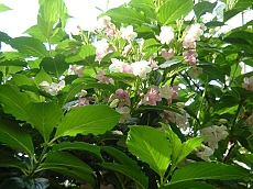 b0044663_11345320.jpg