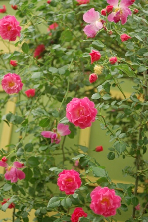 f0065768_16284930.jpg