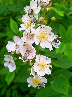 e0083097_20555593.jpg