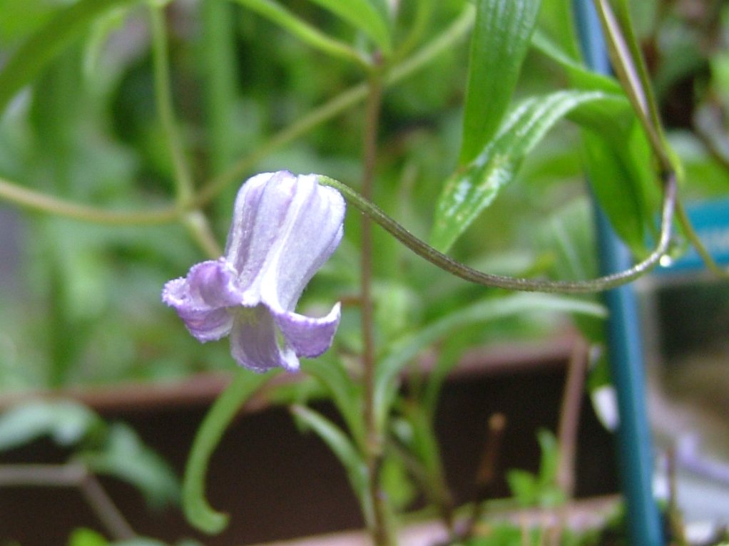 c0045227_21184866.jpg