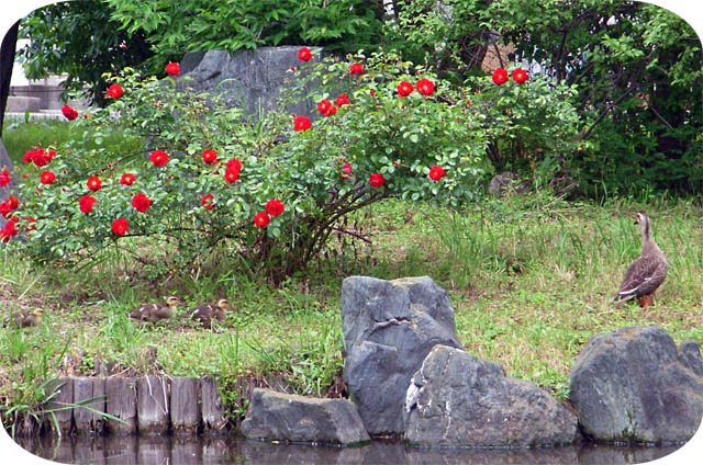 c0019930_2274961.jpg