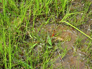 c0020653_16493247.jpg