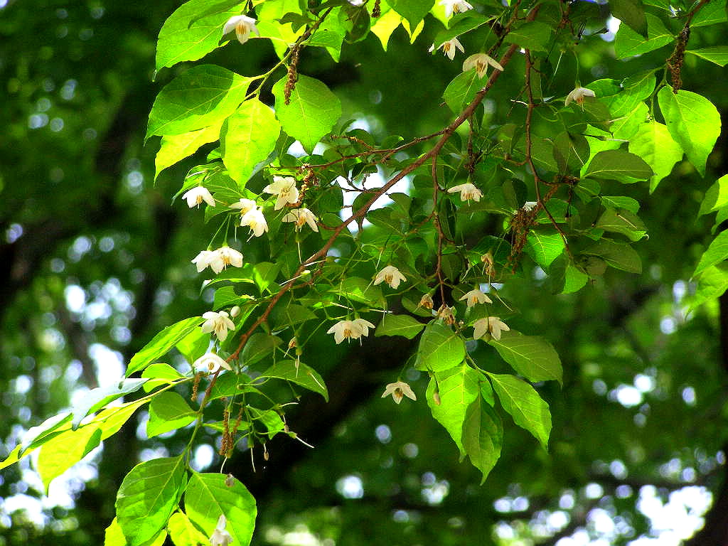e0064158_1203421.jpg