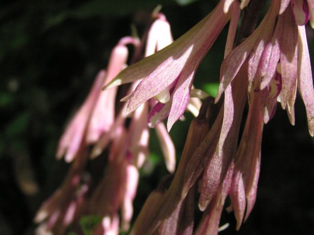 c0042869_21553049.jpg