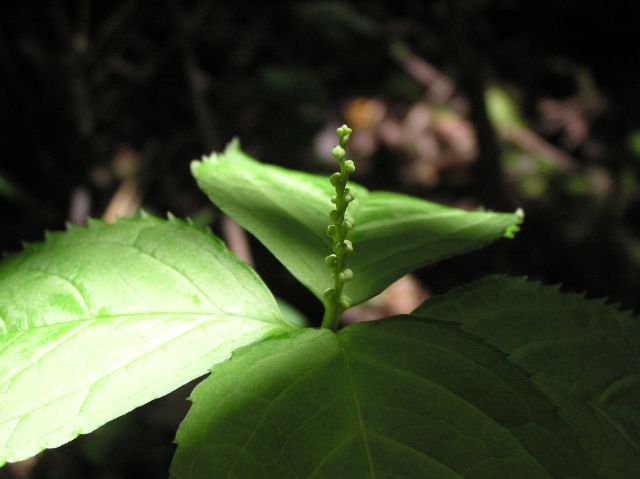 c0042869_21554423.jpg