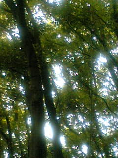 f0100480_9431374.jpg
