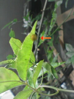 c0056903_1320340.jpg