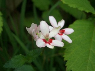 b0061107_921612.jpg