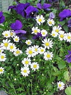 c0019231_2034238.jpg