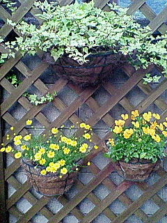 c0019231_2044283.jpg