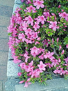 c0019231_205155.jpg