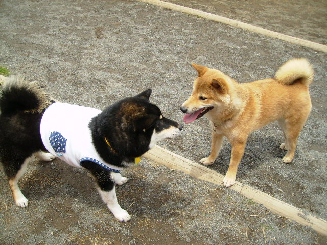 f0058241_21515625.jpg