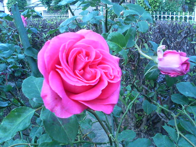 a0027742_7251847.jpg
