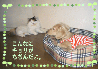 c0025852_15394351.gif