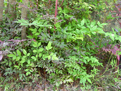 f0003174_14355710.jpg