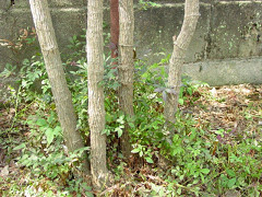 f0003174_14395525.jpg