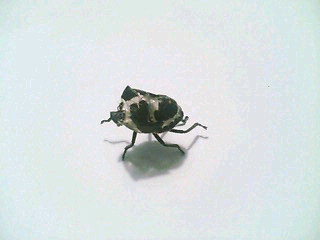 e0083097_222493.jpg