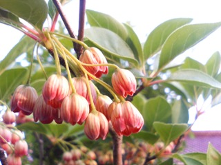 c0048701_0161342.jpg