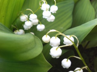 c0048701_019969.jpg