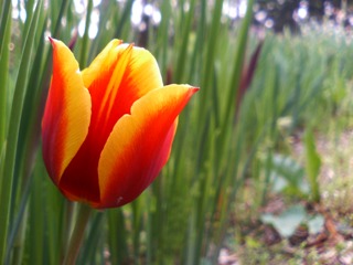 c0048701_0415021.jpg