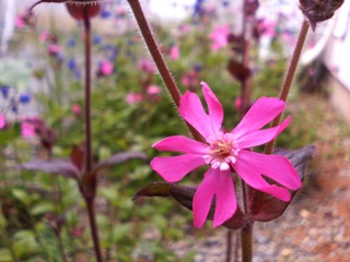 c0048701_23183428.jpg