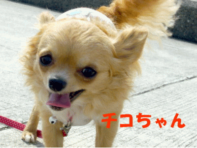 e0032508_18564154.gif