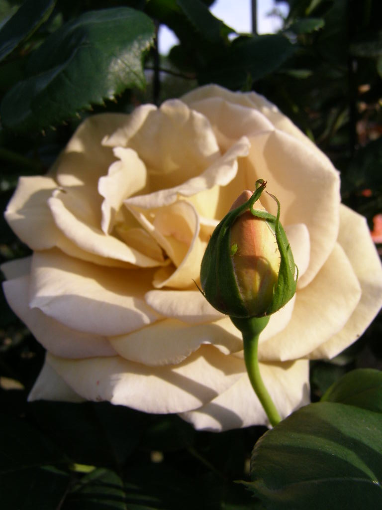 e0064158_0394675.jpg