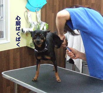 c0012571_2012843.gif