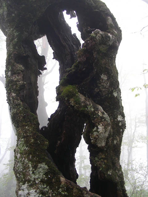 e0052074_2150893.jpg