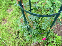 b0046038_12502268.jpg