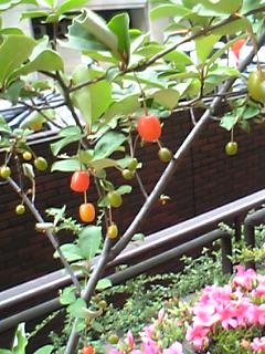 b0018957_14584731.jpg