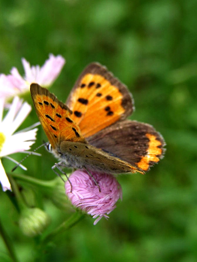 e0064158_065929.jpg