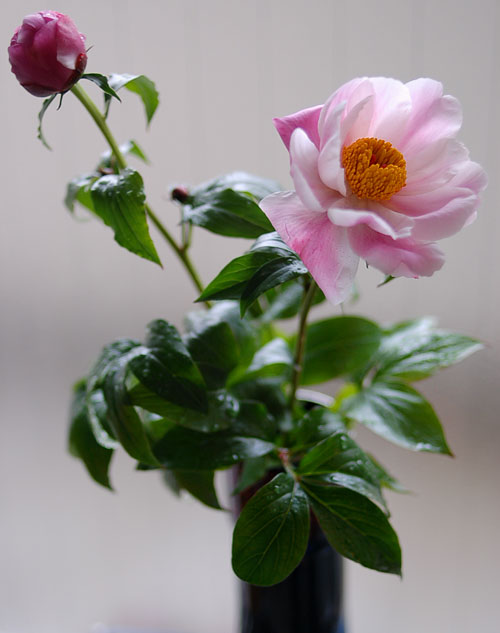 c0009981_557117.jpg