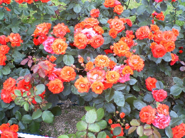 e0019811_19474328.jpg