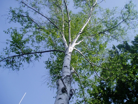 a0000014_17254328.jpg